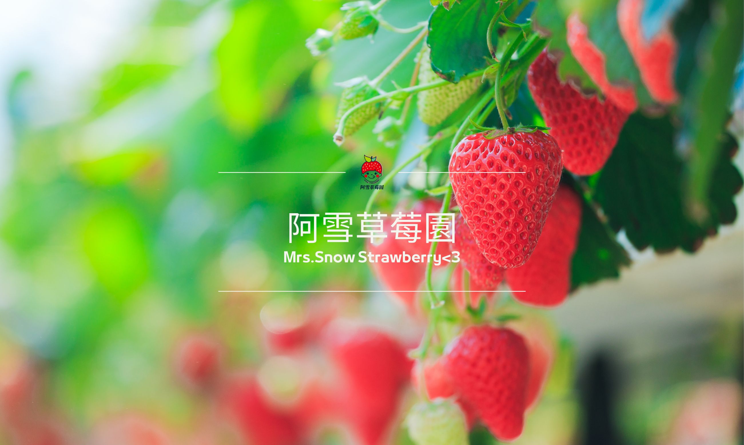 阿雪草莓園｜苗栗大湖人氣草莓園,大湖草莓園推薦,大湖採草莓
